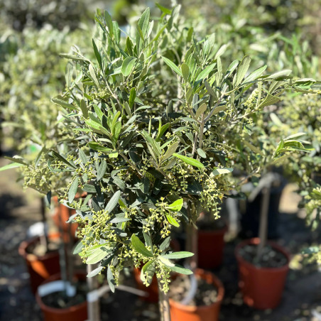 Olivier - Olea europaea