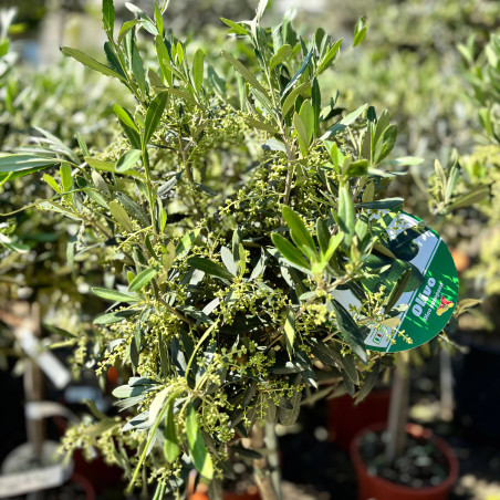 Olivier - Olea europaea