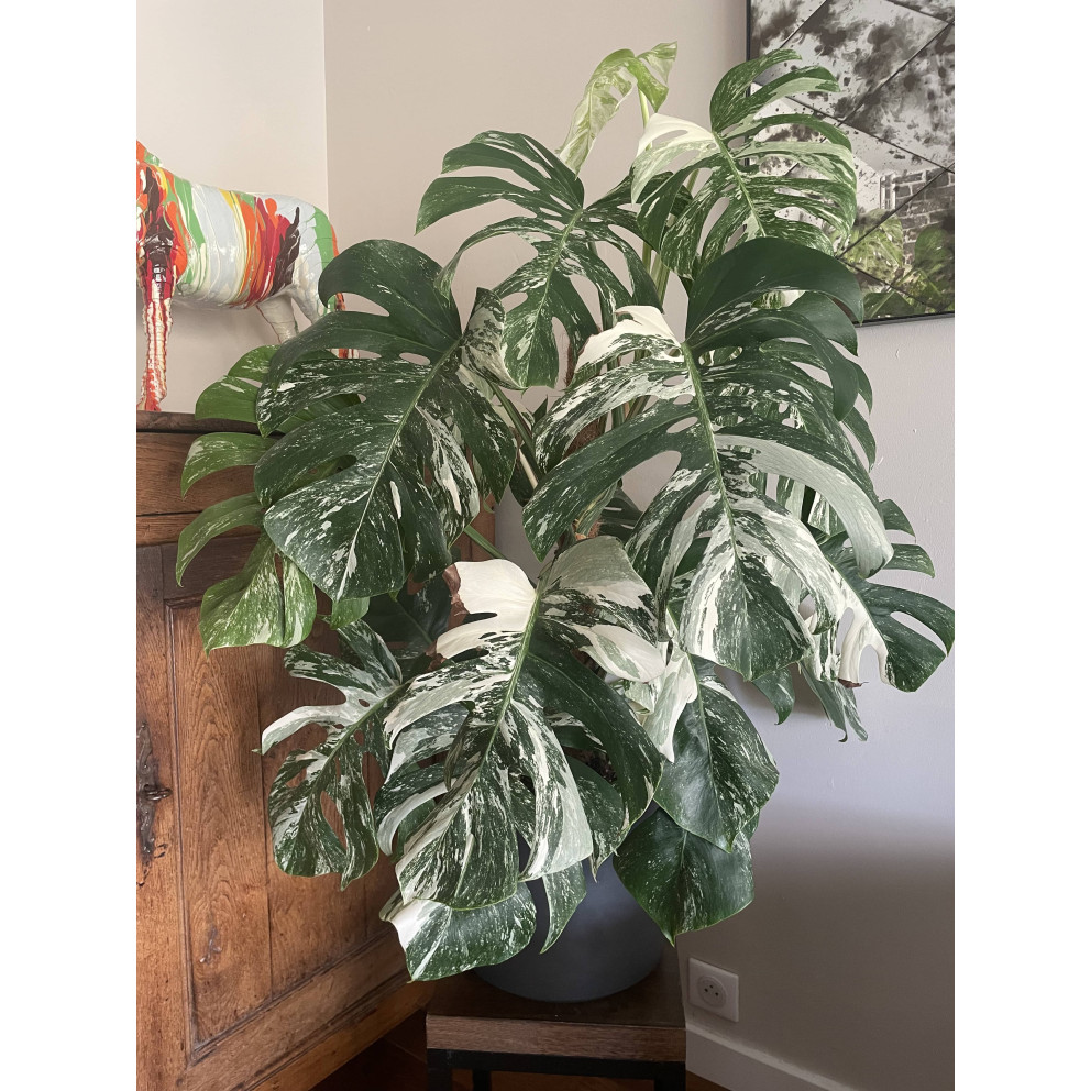 Monstera deliciosa ‘Variegata’