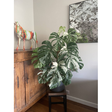 Monstera deliciosa ‘Variegata’