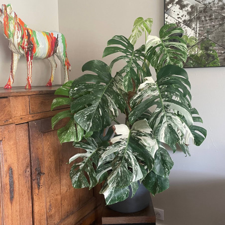 Monstera deliciosa ‘Variegata’
