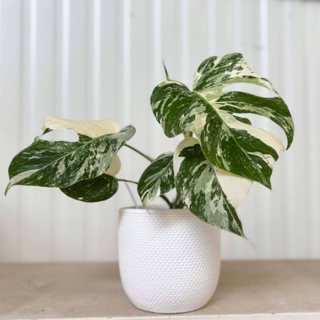 Monstera deliciosa ‘Variegata’