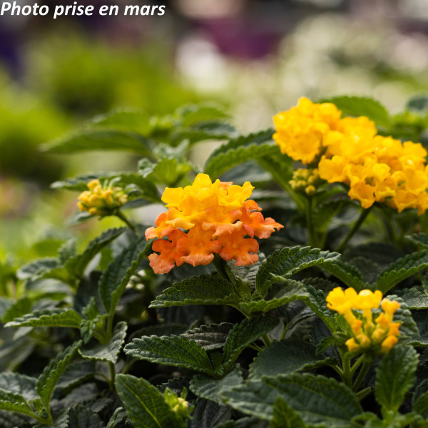 Lantana camara