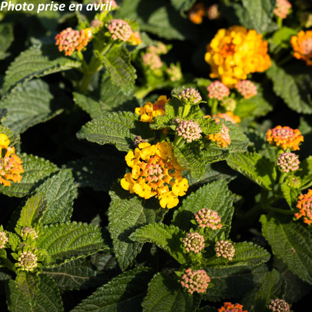Lantana camara