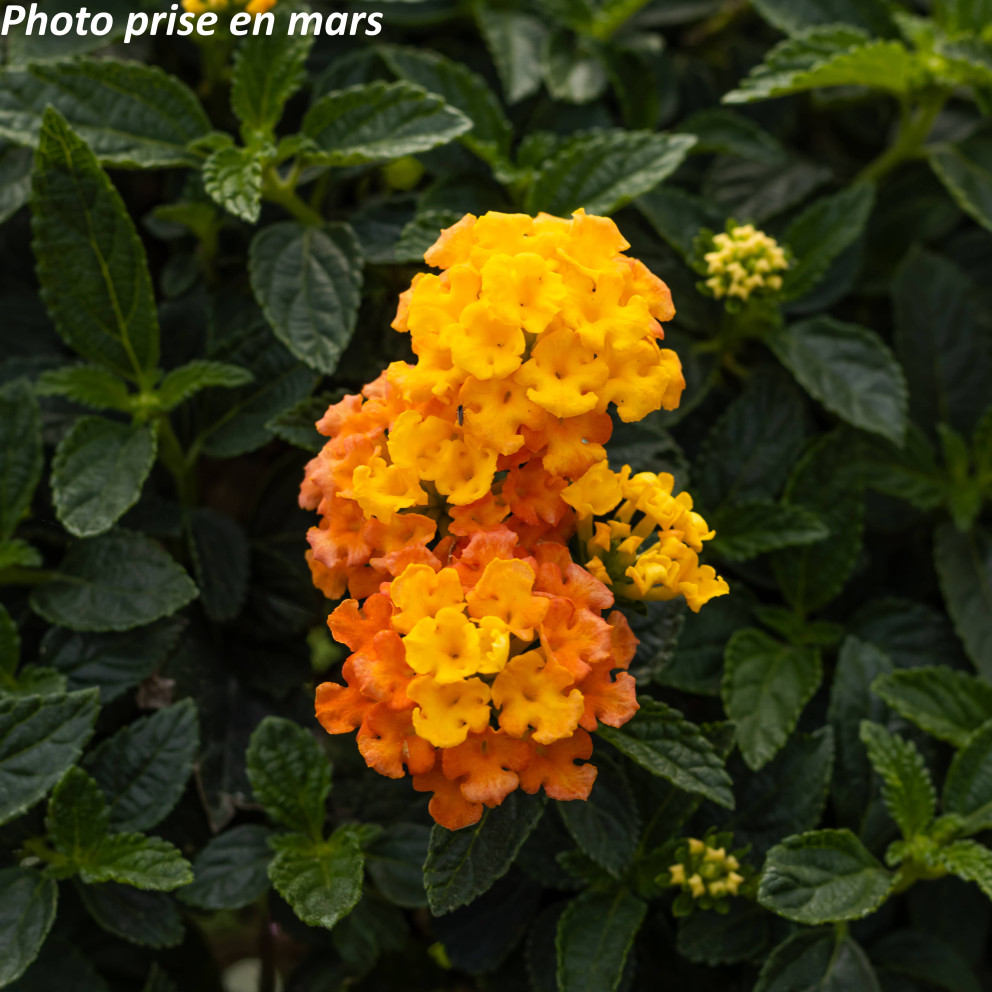 Lantana camara Lantana camara