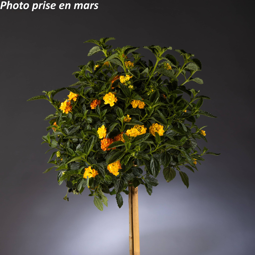 Lantana camara Lantana camara