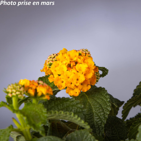 Lantana camara