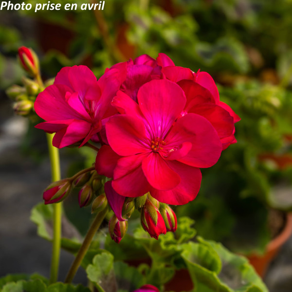 Géranium zonale