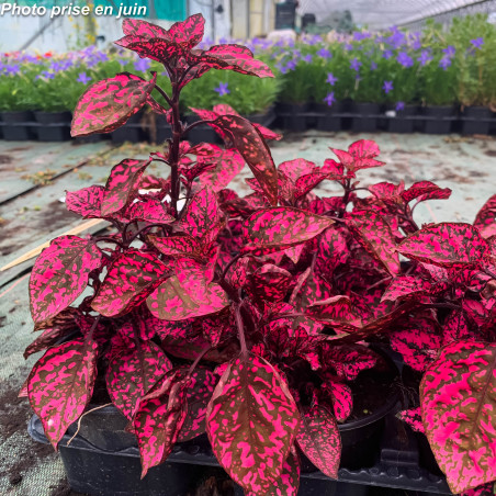 Hypoestes phyllostachya