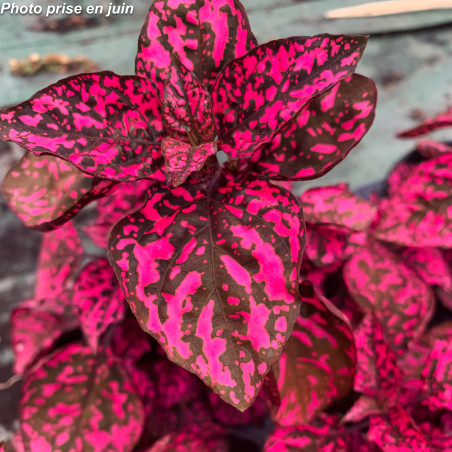 Hypoestes phyllostachya