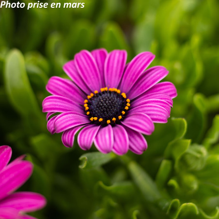 Marguerite du Cap - Osteospermum ecklonis