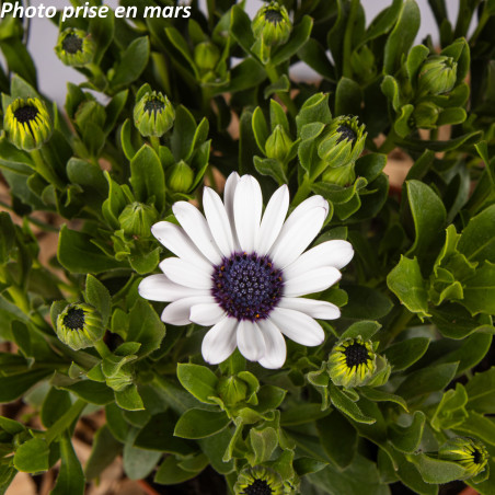 Marguerite du Cap - Osteospermum ecklonis