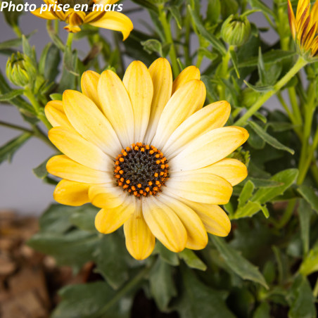 Marguerite du Cap - Osteospermum ecklonis