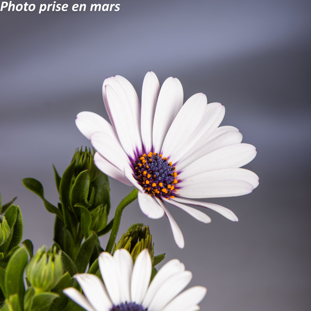 Marguerite du Cap - Osteospermum... Marguerite du Cap - Osteospermum...