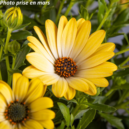 Marguerite du Cap - Osteospermum ecklonis