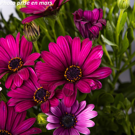 Marguerite du Cap - Osteospermum ecklonis