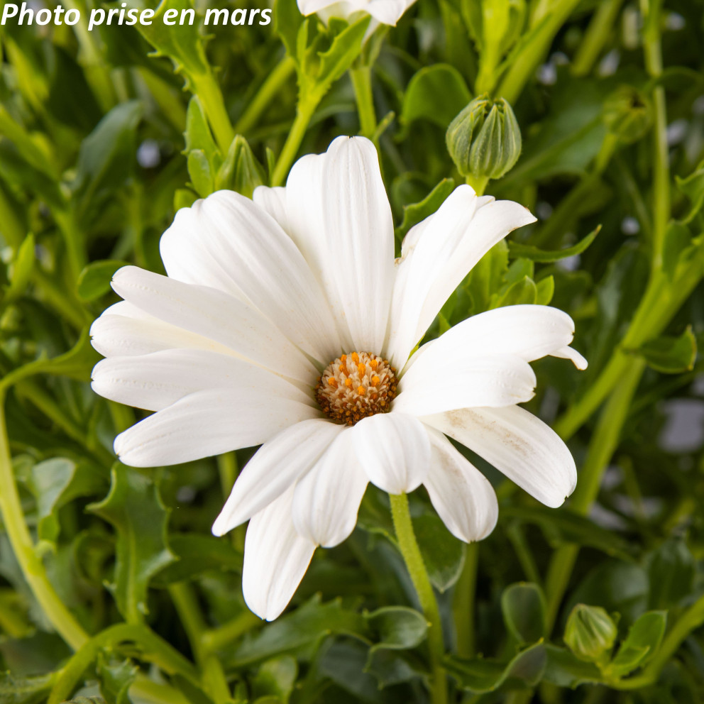 Marguerite du Cap - Osteospermum... Marguerite du Cap - Osteospermum...