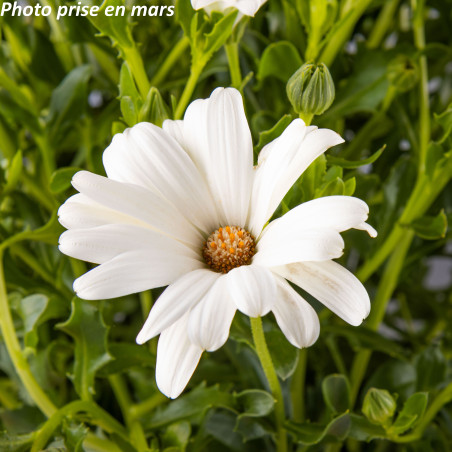 Marguerite du Cap - Osteospermum ecklonis