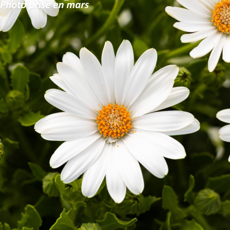 Marguerite du Cap - Osteospermum ecklonis
