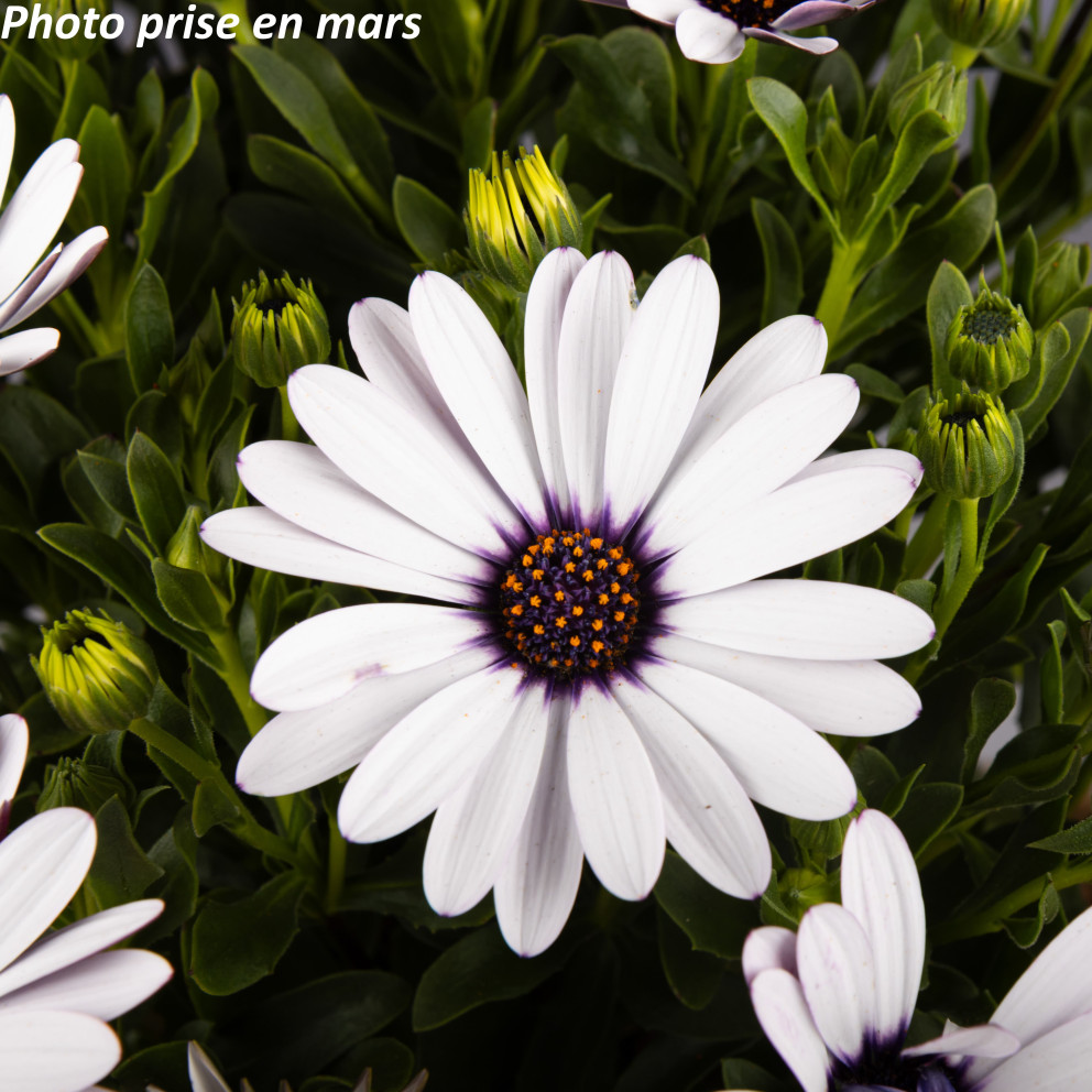Marguerite du Cap - Osteospermum... Marguerite du Cap - Osteospermum...