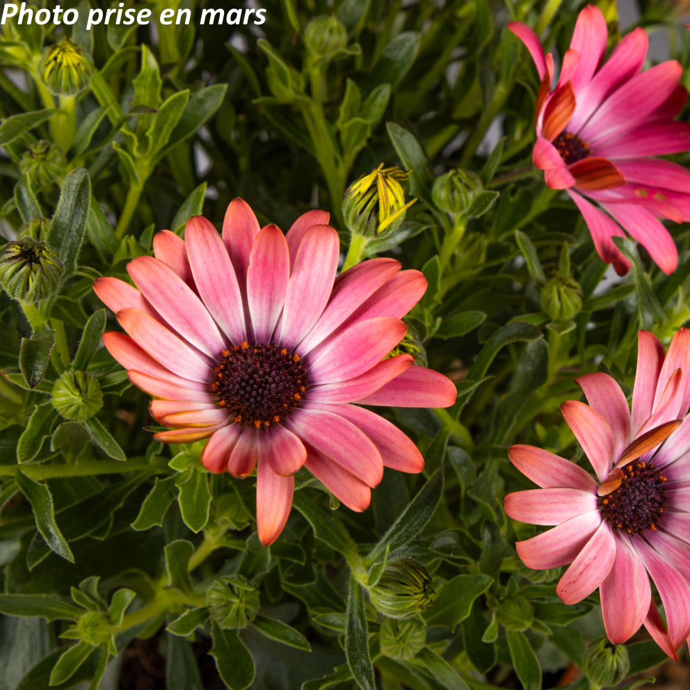 Marguerite du Cap - Osteospermum ecklonis