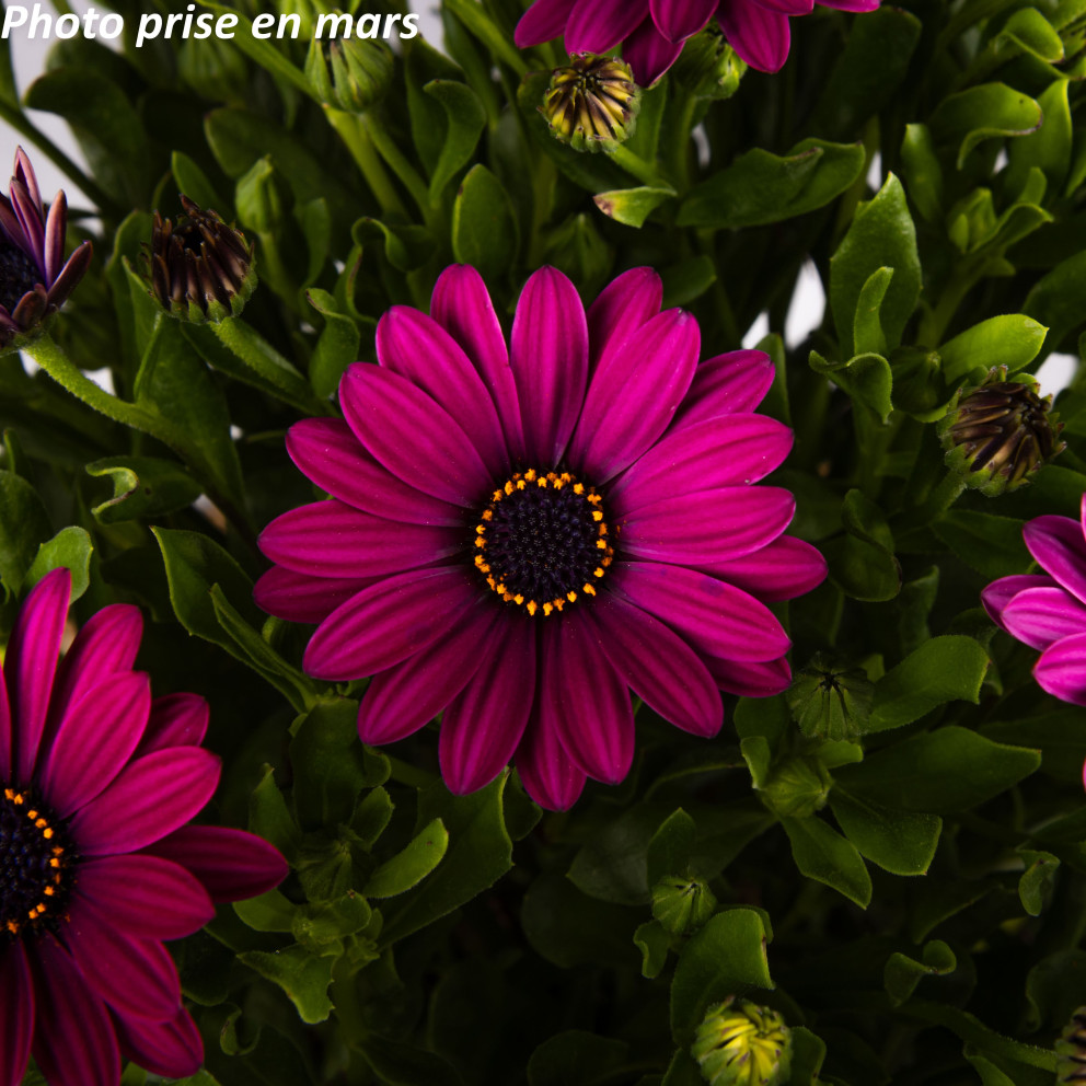 Marguerite du Cap - Osteospermum... Marguerite du Cap - Osteospermum...