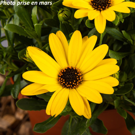 Marguerite du Cap - Osteospermum ecklonis