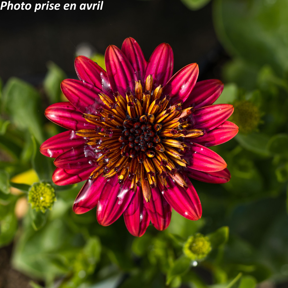 Marguerite du Cap - Osteospermum ecklonis