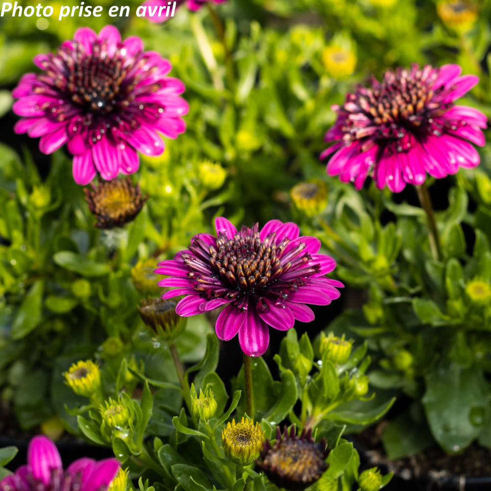 Marguerite du Cap - Osteospermum... Marguerite du Cap - Osteospermum...
