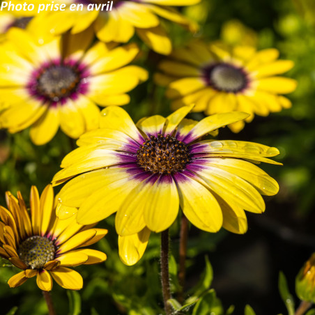 Marguerite du Cap - Osteospermum ecklonis