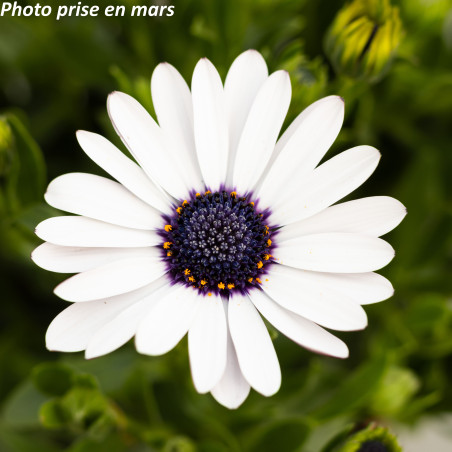 Marguerite du Cap - Osteospermum ecklonis