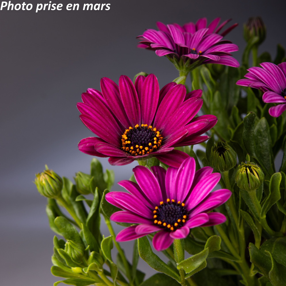 Marguerite du Cap - Osteospermum... Marguerite du Cap - Osteospermum...