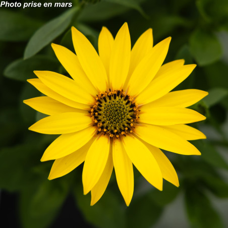 Marguerite du Cap - Osteospermum ecklonis