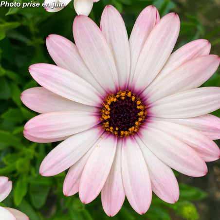 Marguerite du Cap - Osteospermum ecklonis