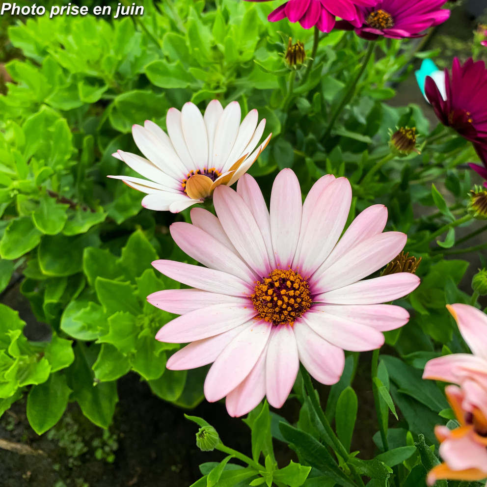 Marguerite du Cap - Osteospermum...