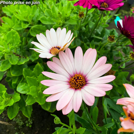 Marguerite du Cap - Osteospermum ecklonis