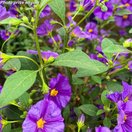 Arbre à gentiane - Solanum rantonetti