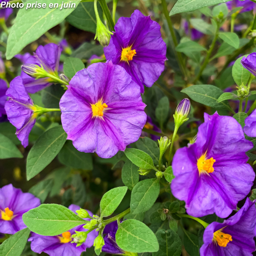 Arbre à gentiane - Solanum rantonetti Arbre à gentiane - Solanum rantonetti