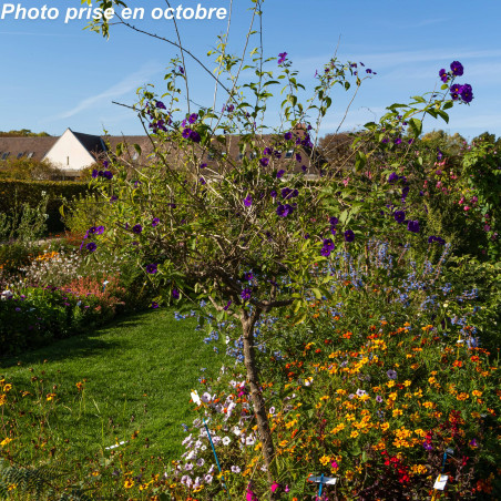 Arbre à gentiane - Solanum rantonetti