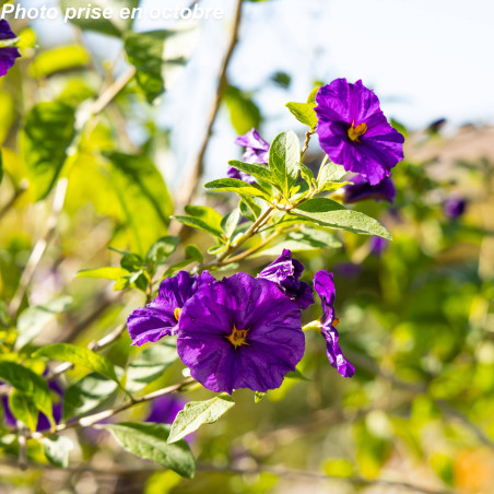 Arbre à gentiane - Solanum rantonetti