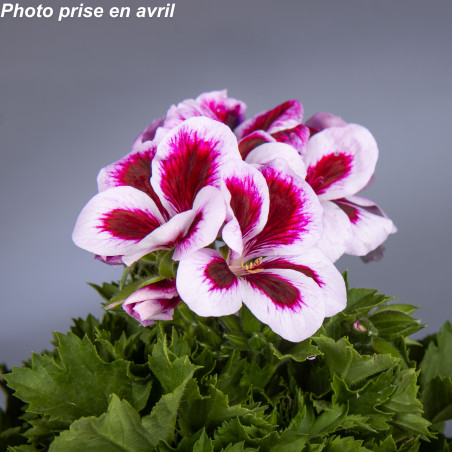 Pelargonium grandiflorum