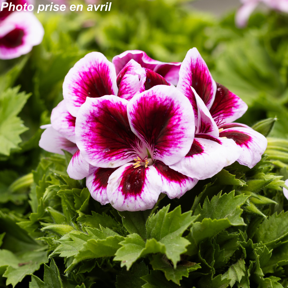Pelargonium grandiflorum Pelargonium grandiflorum