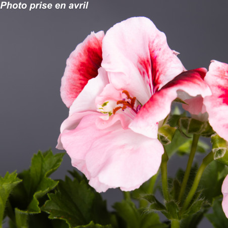 Pelargonium grandiflorum