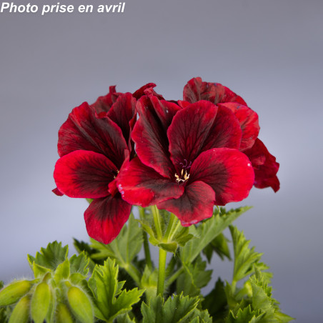 Pelargonium grandiflorum