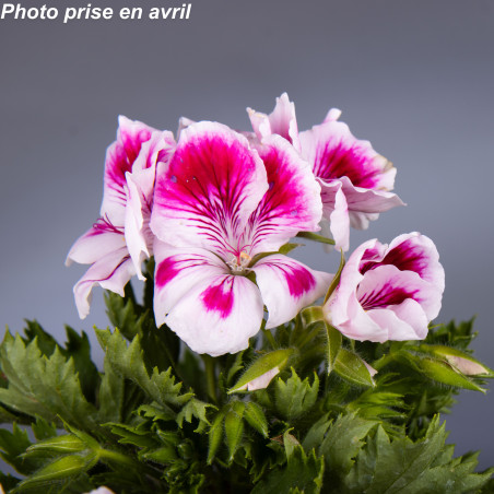 Pelargonium grandiflorum