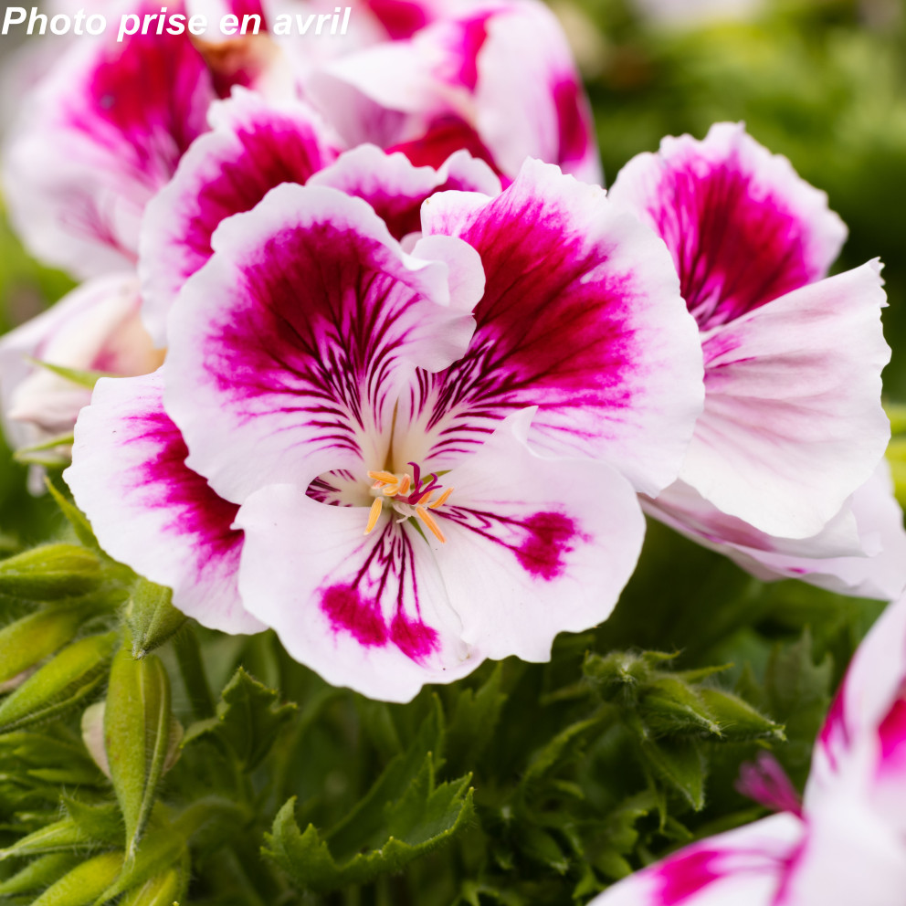Pelargonium grandiflorum Pelargonium grandiflorum