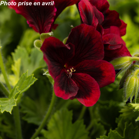 Pelargonium grandiflorum