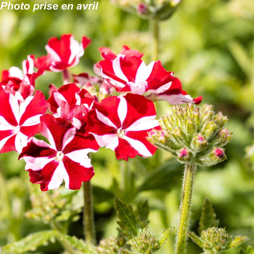 Pelargonium grandiflorum