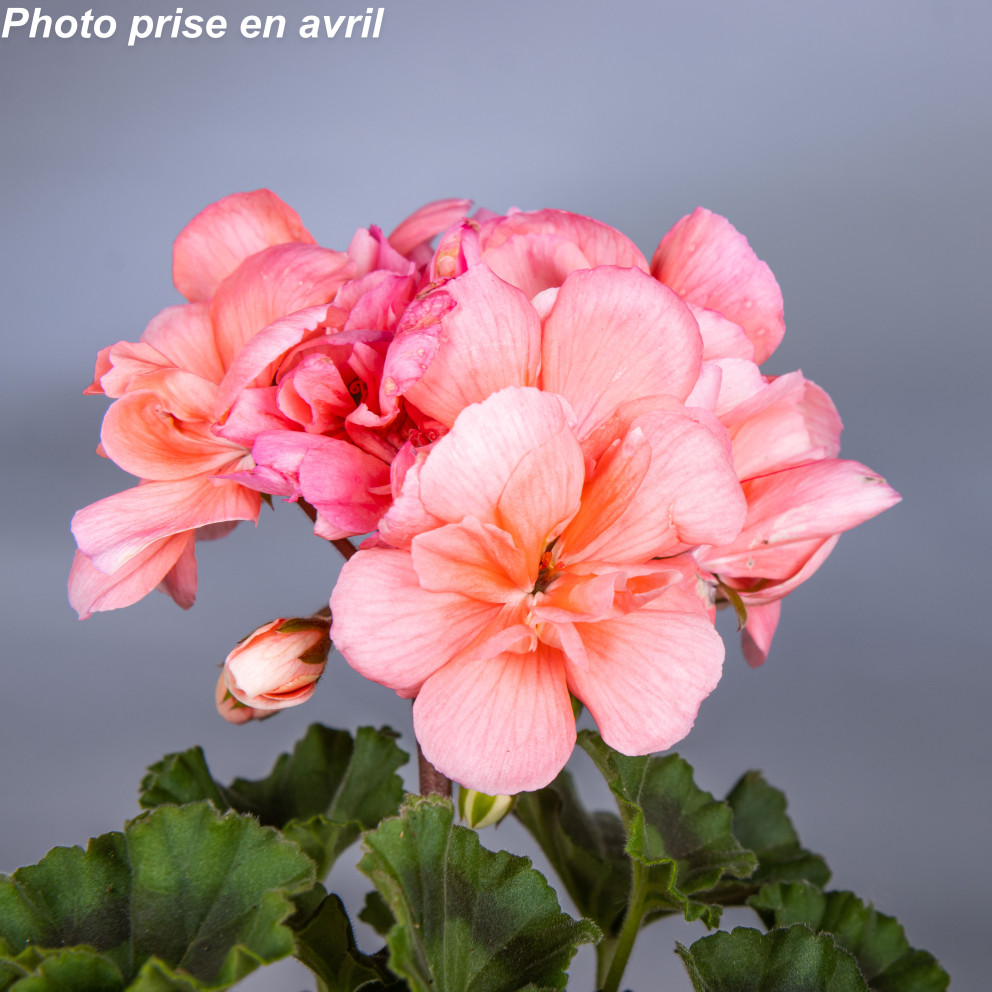 Pelargonium grandiflorum