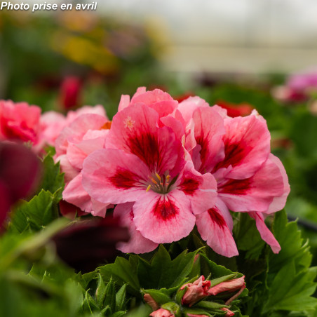 Pelargonium grandiflorum